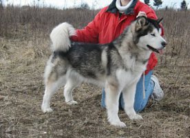 Lady-profil