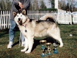 Bazi-profil